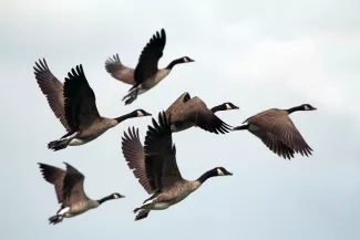 Guiding the Flock 3 Simple Rules to Improve Hospital-wide Patient Flow Guiding the Flock 3 Simple Rules to Improve Hospital-wide Patient Flow