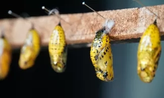 The Continuous Evolution of Leading Quality Improvement The Continuous Evolution of Leading Quality Improvement